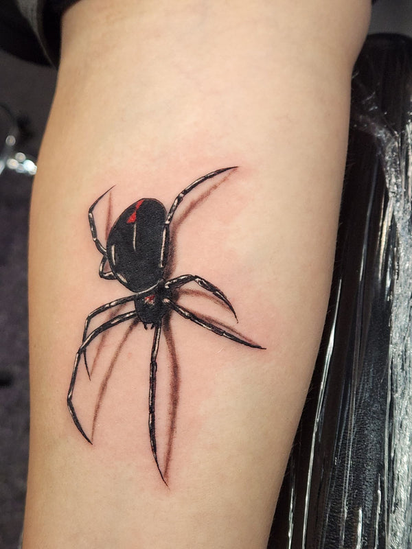 Black and grey black widow spider
