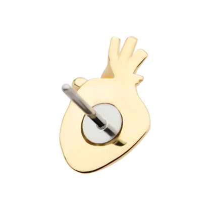 14Kt Gold Threadless Anatomical Heart Top