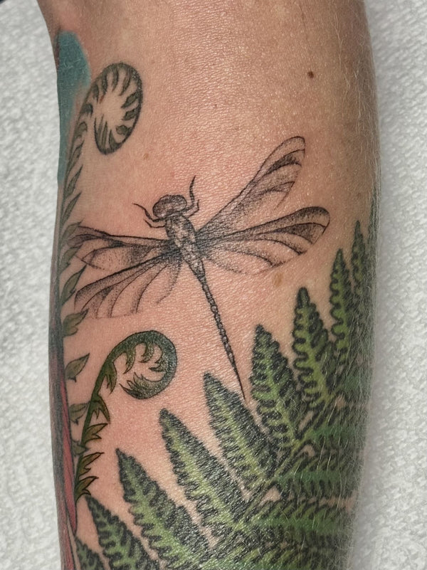 Color dragonfly and ferns on a leg